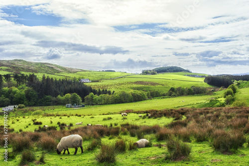 Sheep grazing in the fields in Kintyre in the Highlands of Scotland
