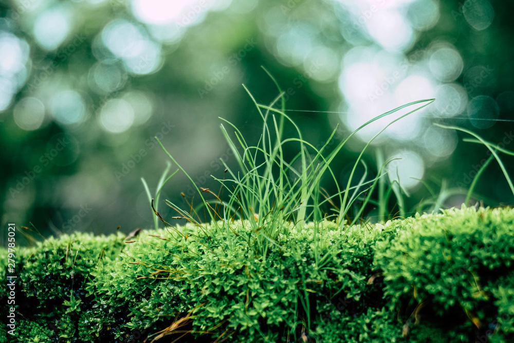 Green grass background Green grass background