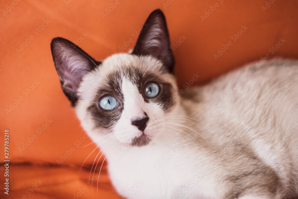 blue eyes cat at home