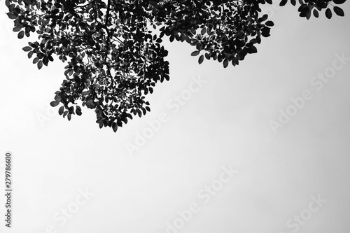 beautiful tree branch isolated on pale white background - monochrome