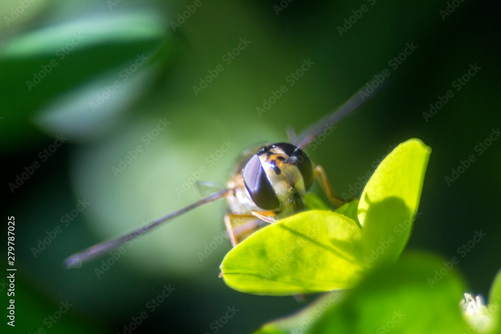 Fototapeta premium In the garden, on a flower