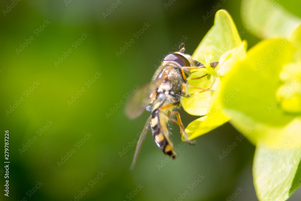 In the garden, on a flower In the garden, on a flower