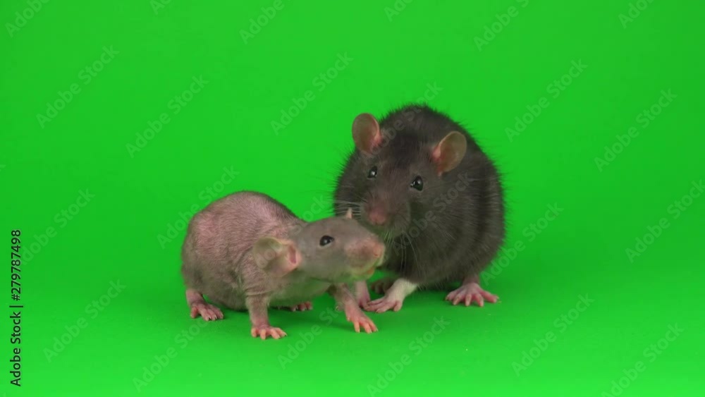 Two rat Dumbo Sphinx on green screen background Two rat Dumbo Sphinx on green screen background