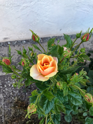 Gartenrose mit  roten und gelben Blüten, die von oben genanntem in der Nahaufnahme angesehen wurden, die draußen wächst