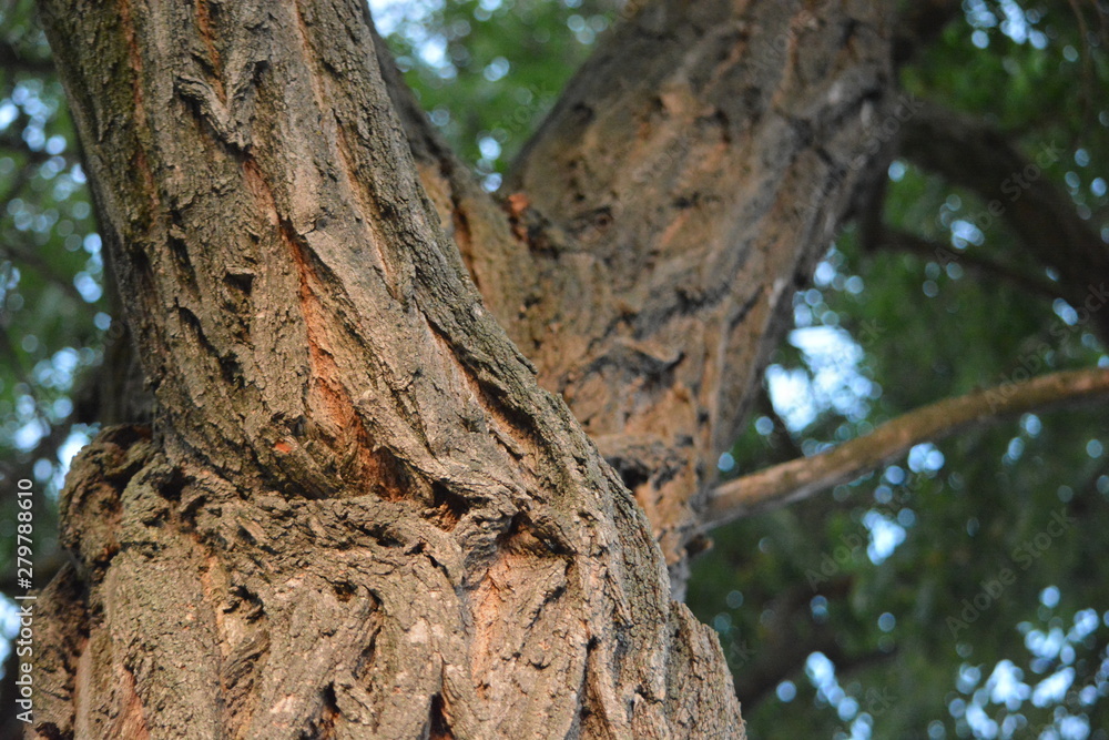 bark of an owl-shaped tree bark of an owl-shaped tree