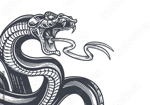 Snake background. Hand drawn vector illustration in engraving technique isolated on white.  