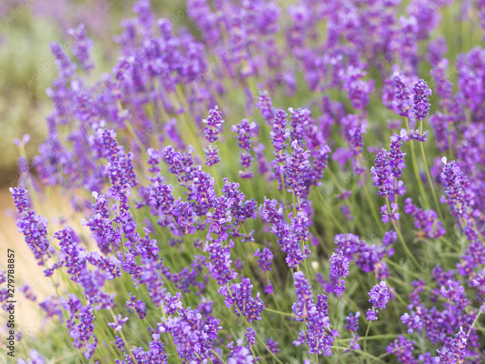 Fototapeta premium Lavender bushes closeup, French lavender in the garden, soft light effect. Field flowers background.