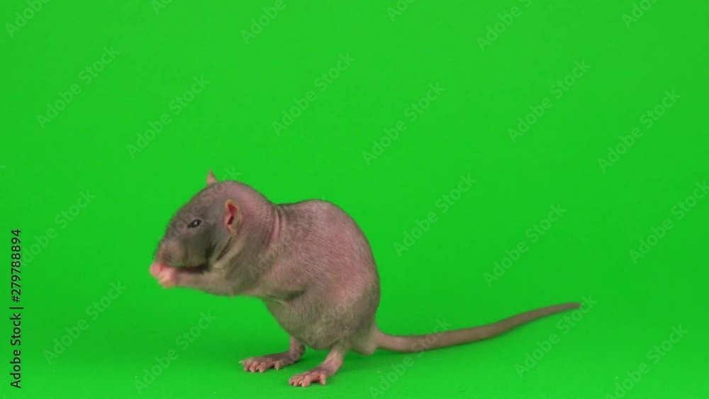 Rat Dumbo Sphinx on green screen background Rat Dumbo Sphinx on green screen background