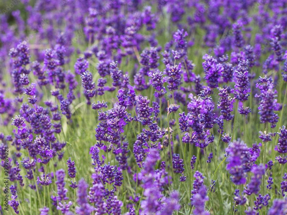 Lavender bushes closeup, French lavender in the garden, soft light effect. Field flowers background. Lavender bushes closeup, French lavender in the garden, soft light effect. Field flowers background.