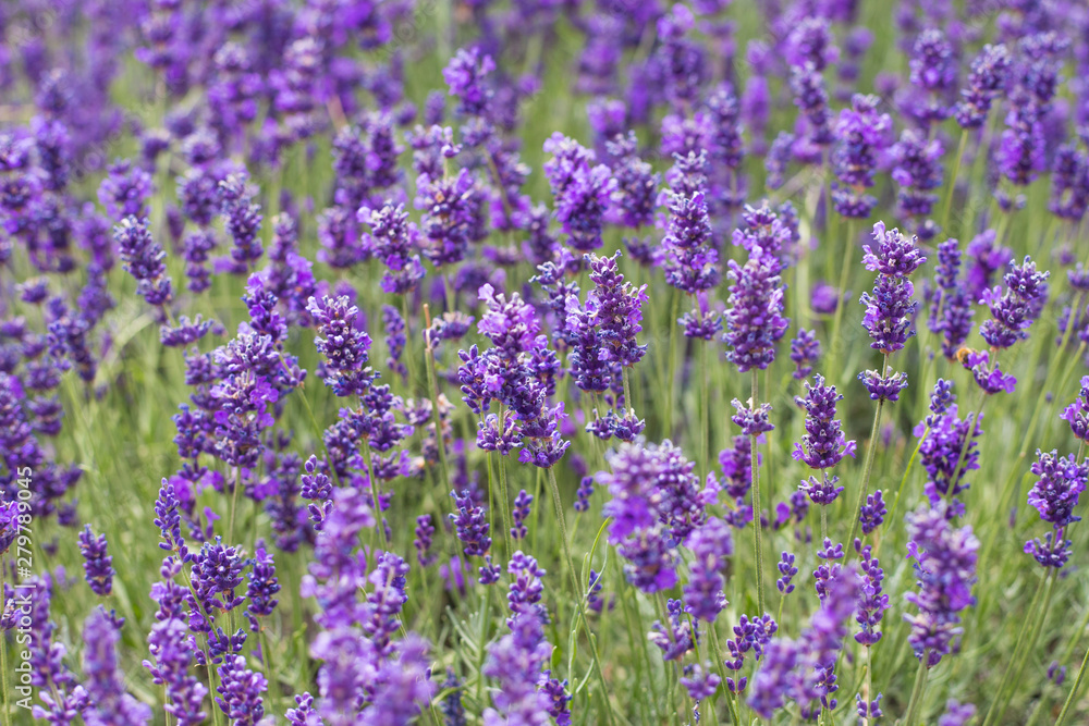 Naklejka premium Lavender bushes closeup, French lavender in the garden, soft light effect. Field flowers background.