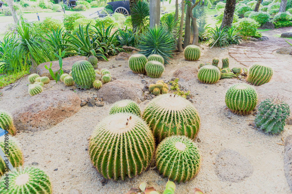 Natural landscape Cactus garden in the tropics Southeast Asia, Thailand Natural landscape Cactus garden in the tropics Southeast Asia, Thailand