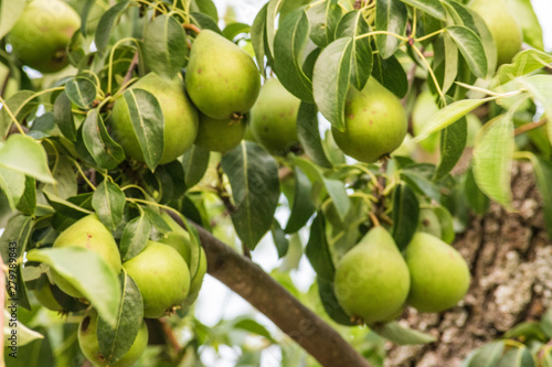 group of green pears on tree