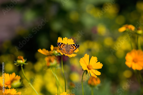 bee on yellow flower © Екатерина Савёлова