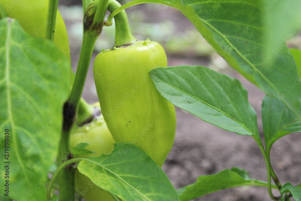 photo bell pepper sweet in the garden
