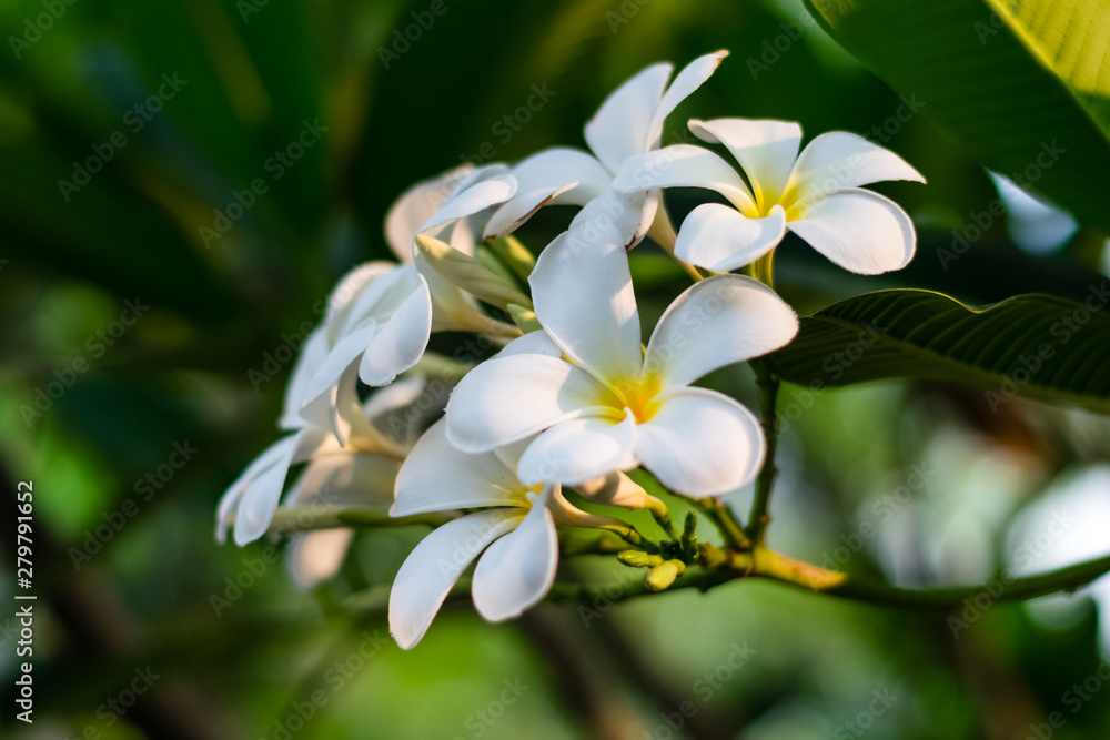 Beautiful plumeria flowers Beautiful plumeria flowers
