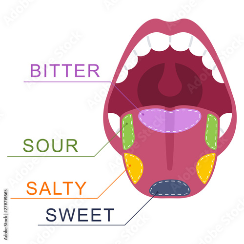 Taste buds on the tongue: salty, sweet, sour, bitter. Human mouth vector cartoon illustration isolated on a white background.