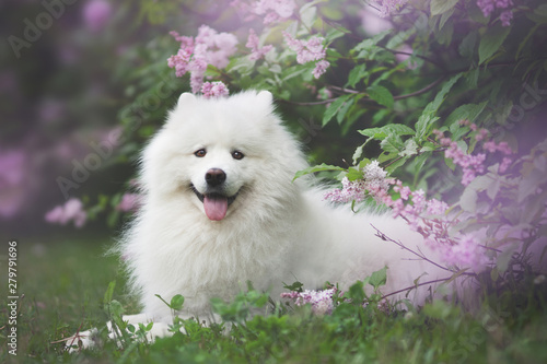 White samoyed outdoors photo