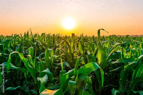 sunrise over the corn field