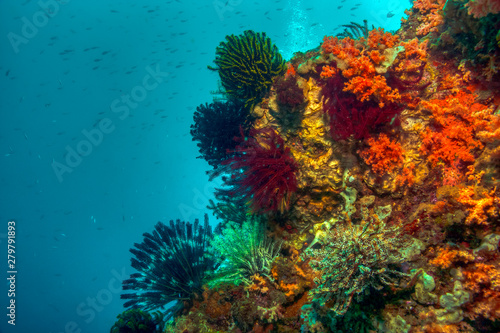 Fototapeta Naklejka Na Ścianę i Meble -  North Sulawesi,Indonesia, underwater