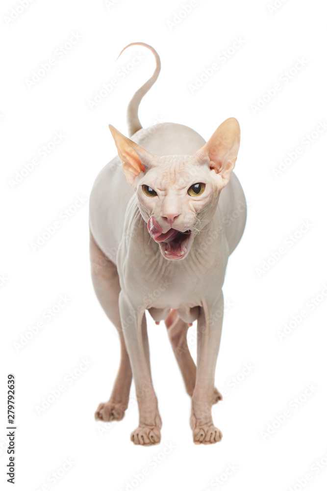 Fat pregnant Sphynx hairless cat licked on a white background
