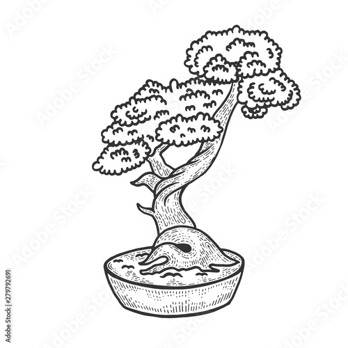 Bonsai japanese tree sketch vector illustration. Scratch board style imitation. Hand drawn image.