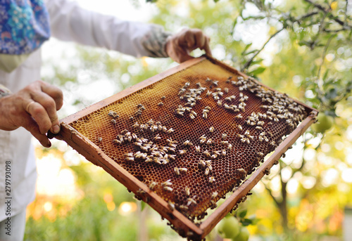 frame for bees close-up in the hands of a beekeeper in the background of the sun and an apiary.