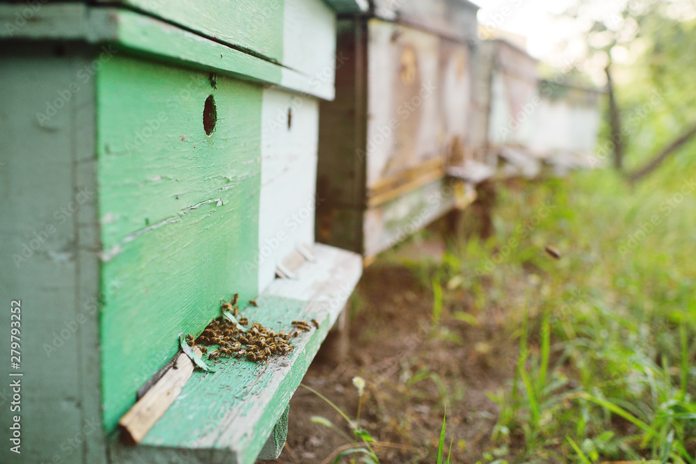family bees closeup on wooden background hive family bees closeup on wooden background hive