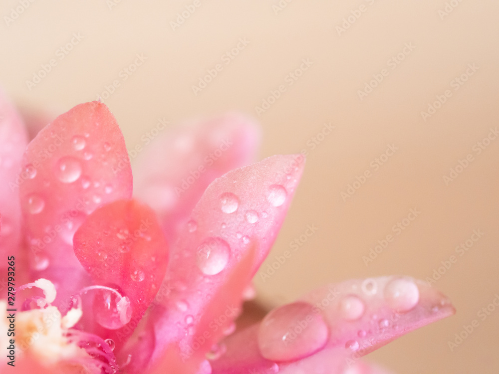 Pink blossom with water drops background