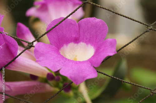 Ipomoea is the largest genus in the flowering plant family Convolvulaceae photo