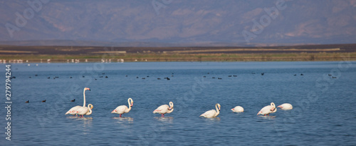 Flamenco rosado o común, Lago Dayet Srji, Desierto del Sahara, Merzouga, Marruecos, Africa photo