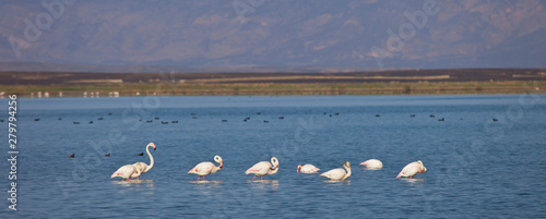 Flamenco rosado o común- Flamingo (Phoenicopterus ruber) Lago Dayet Srji, Desierto del Sahara, Merzouga, Marruecos, Africa. Sahara desert, Marocco photo