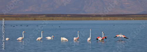 Flamenco rosado o común- Flamingo (Phoenicopterus ruber) Lago Dayet Srji, Desierto del Sahara, Merzouga, Marruecos, Africa. Sahara desert, Marocco photo