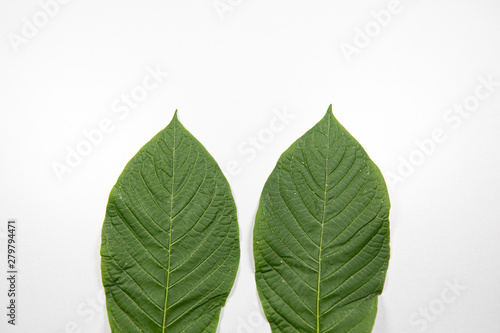 Mitragyna speciosa or kratom leaves with medicinal products on wooden table.