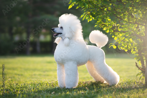 Portrait of White Big Royal Poodle Dog photo