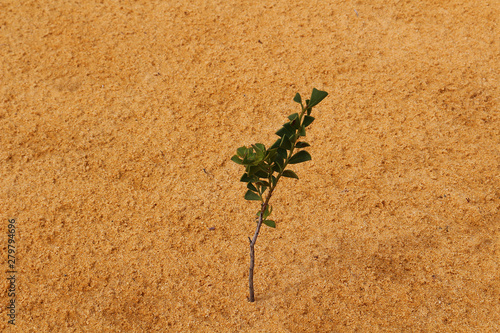 Tiny shark tooth wattle  Acacia littorea  growing in yellow desert sand  Pinnacles desert  Western Australia 
