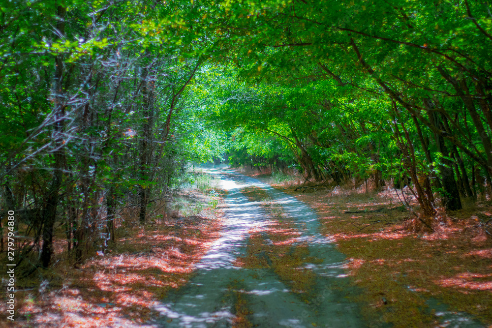 The road in the forest with fallen leaves The road in the forest with fallen leaves