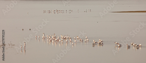 Flamenco rosado o común- Flamingo (Phoenicopterus ruber) Lago Dayet Srji, Desierto del Sahara, Merzouga, Marruecos, Africa. Sahara desert, Marocco photo