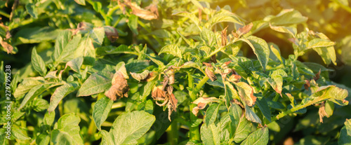 Potato bushes affected by Phytophthora (Phytophthora Infestans) In the field. Growing vegetables. Crop failure. Dry leaves of potatoes with diseases. Soft selective focus. Blurred Background photo
