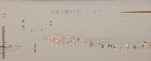 Flamenco rosado o común, Lago Dayet Srji, Desierto del Sahara, Merzouga, Marruecos, Africa photo