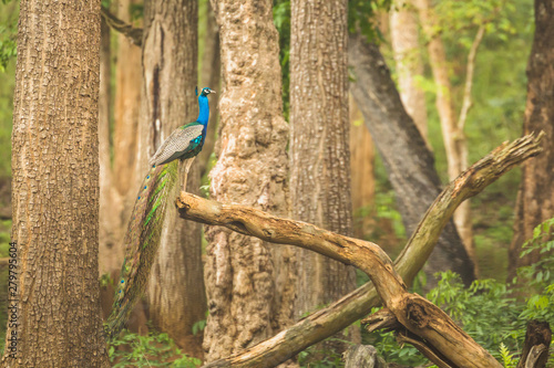 Photography India's national bird Peacock in all its beauty at Nagarahole national park/forest