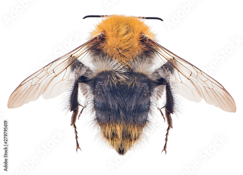 Fotografie, Tablou large bumblebee top view on white