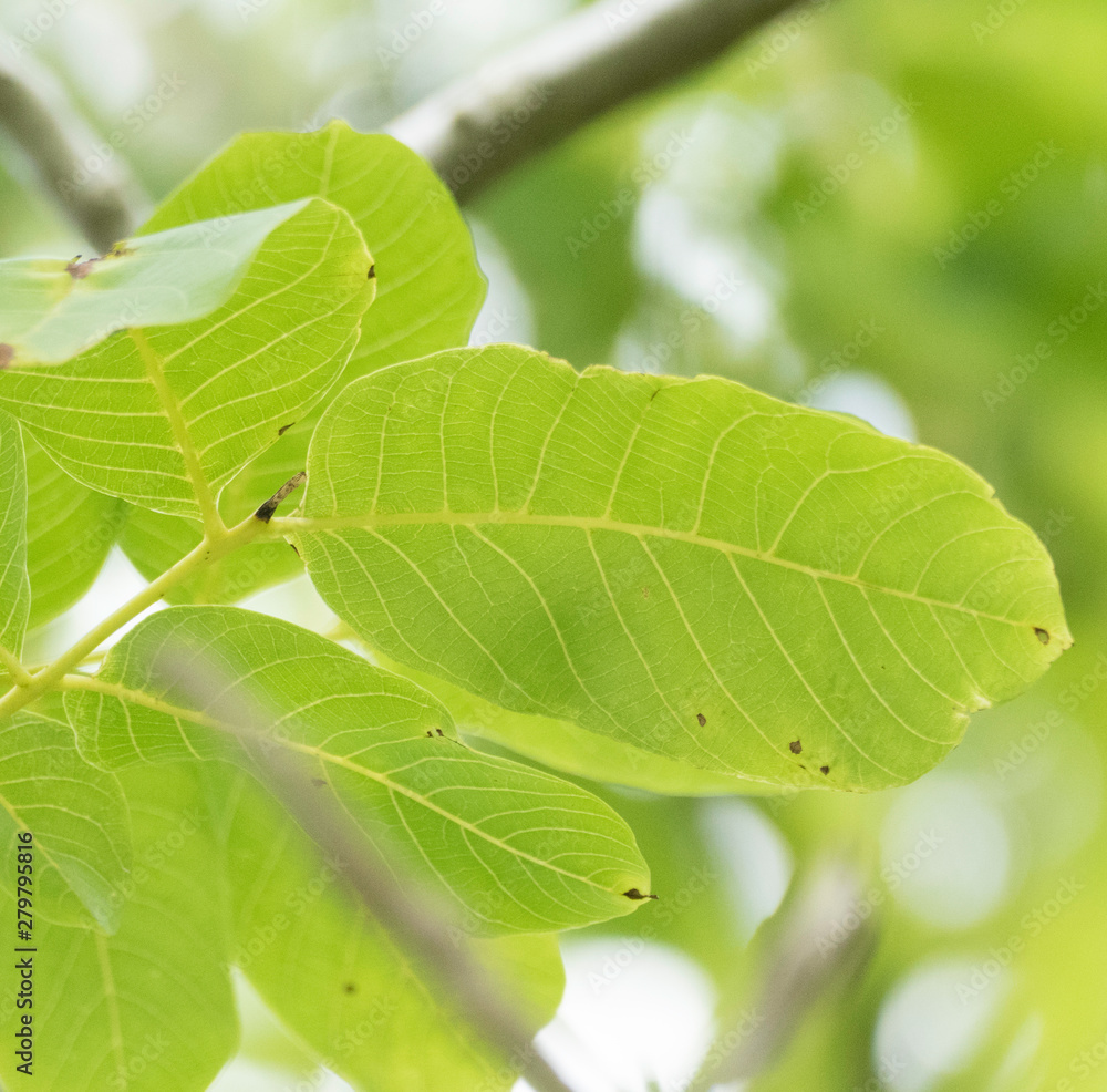 Parts of the branches of a walnut tree with green leaves. Around the leaves there is copy space. Parts of the branches of a walnut tree with green leaves. Around the leaves there is copy space.