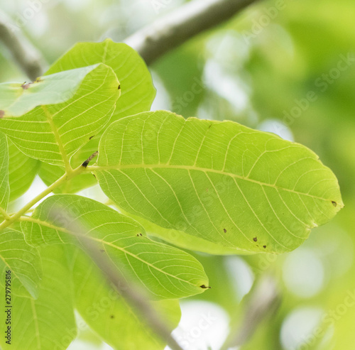 Parts of the branches of a walnut tree with green leaves. Around the leaves there is copy space. 