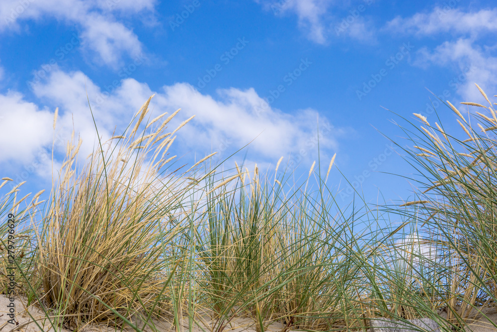 Dünengras / Strandhafer vor blauem Himmel Dünengras / Strandhafer vor blauem Himmel