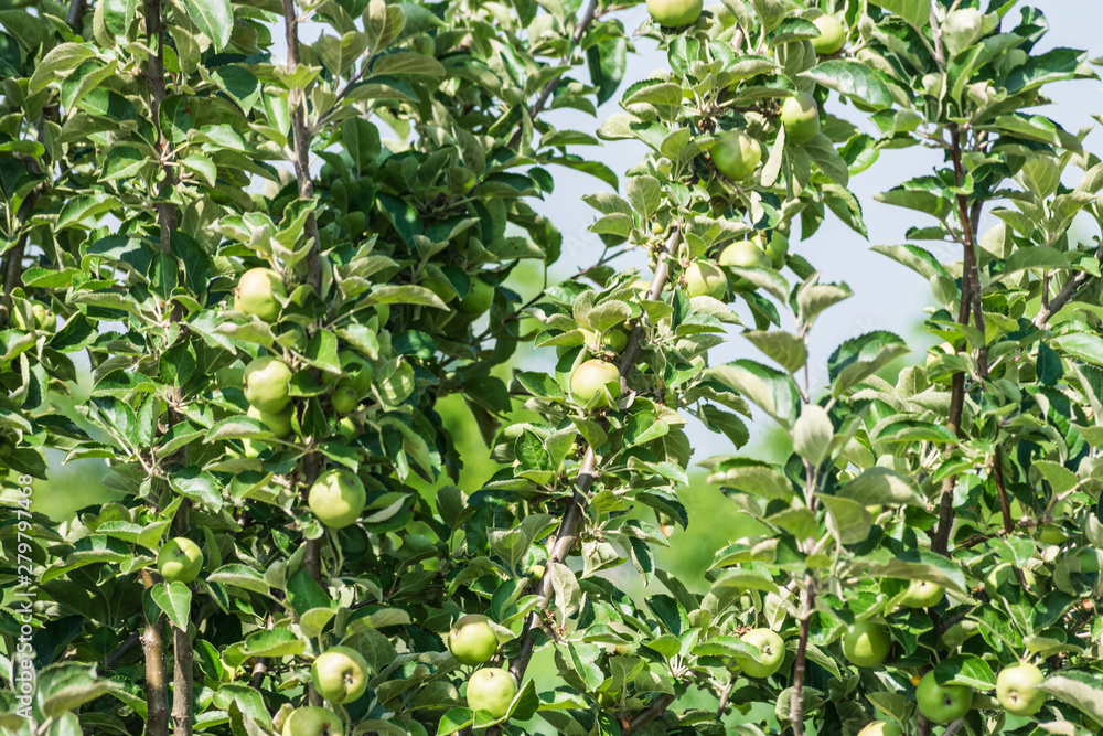group of green apples on tree