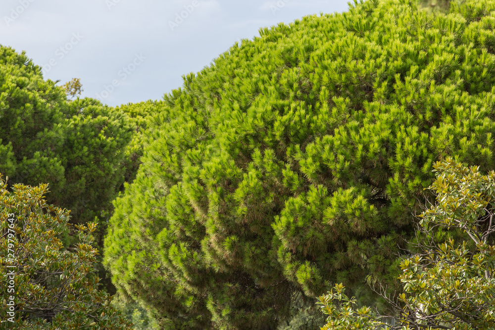 Background of italian stone pine crown and fresh bright green needles Background of italian stone pine crown and fresh bright green needles