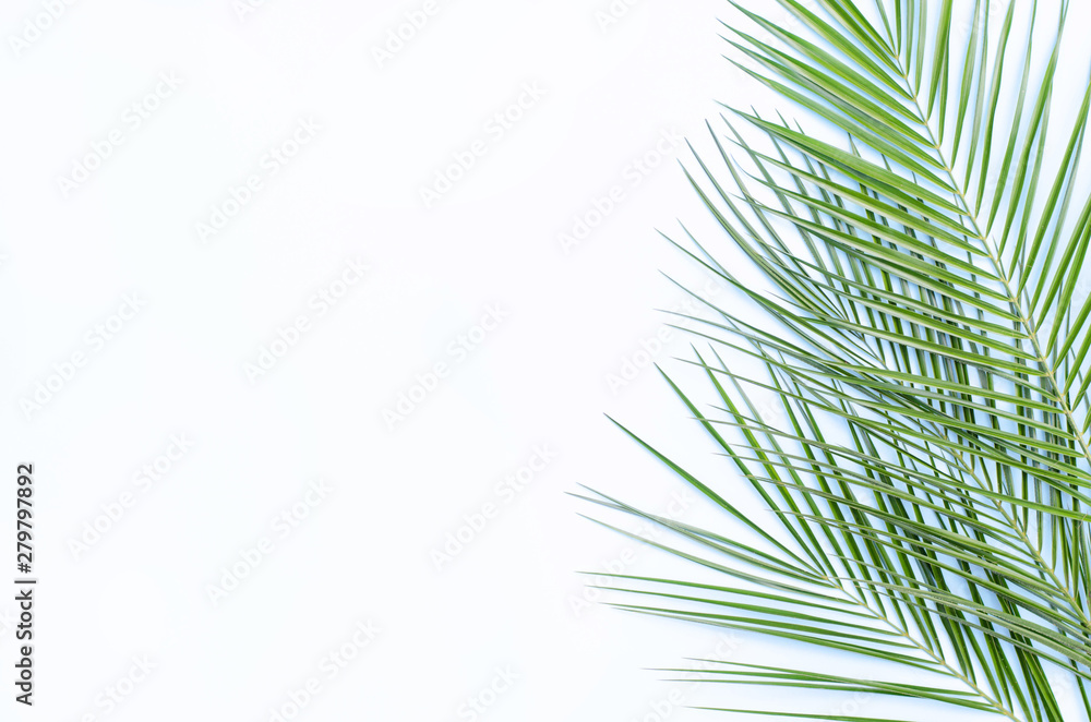 Three branches of palm trees on a white background. Three branches of palm trees on a white background.