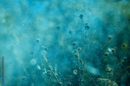 Soft turquoise background with grassy plants, sprays and flares