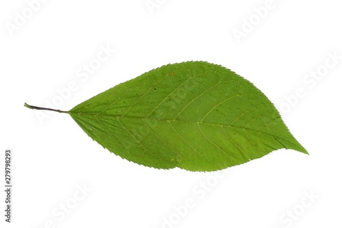 Green leaf on a isolated white  background