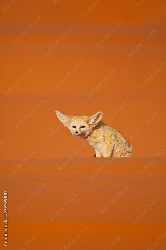 Φωτογραφία Zorro del Desierto- Fénec Fox (Fennecus zerda) Desierto del Sahara, Merzouga, Marruecos, Africa